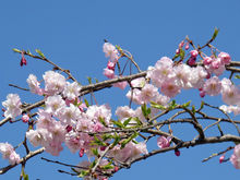 山樱花