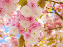雏菊樱